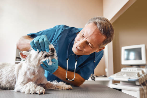 Best Emergency Dental Care for Broken or Chipped Teeth in Welcome, SC